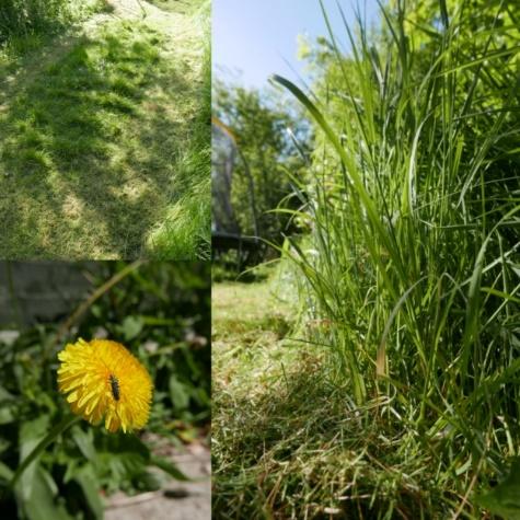 A picture containing outdoor, grass, plant, yellow

Description automatically generated