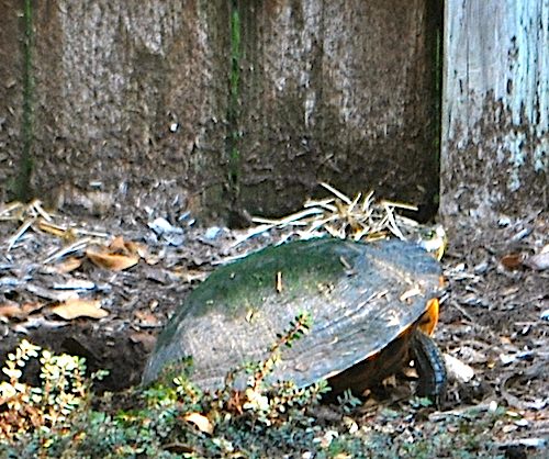 Turtle Laying Eggs- Kid World Citizen