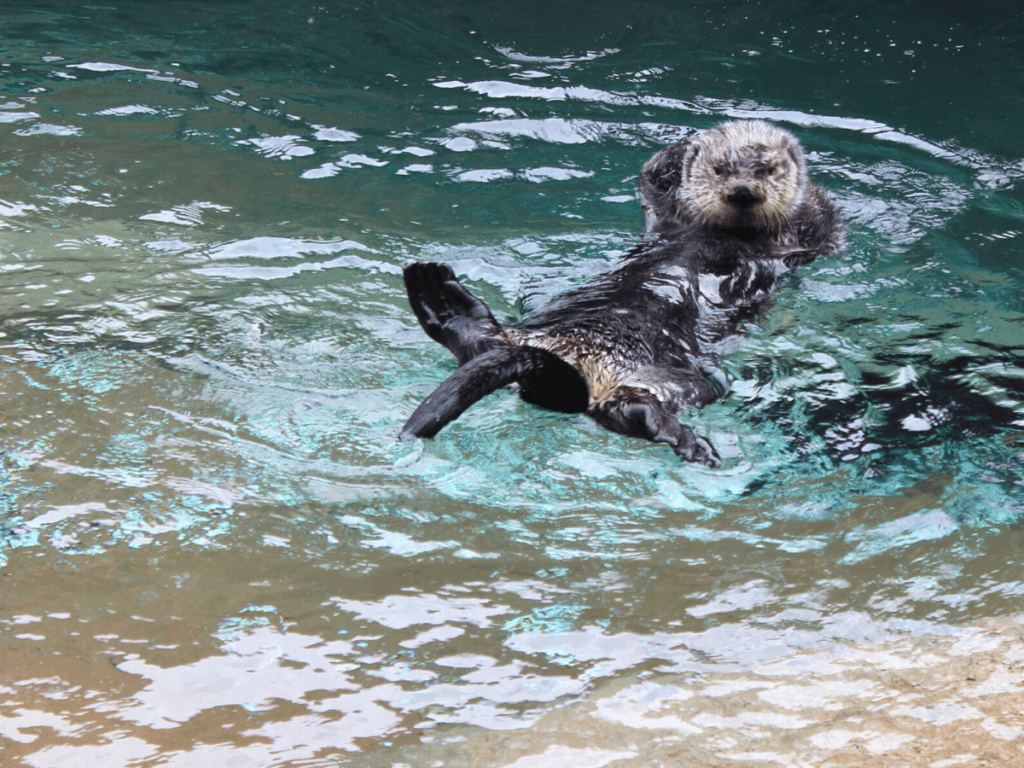 virtual aquarium field trip: sea otter swimming at the Vancouver Aquarium