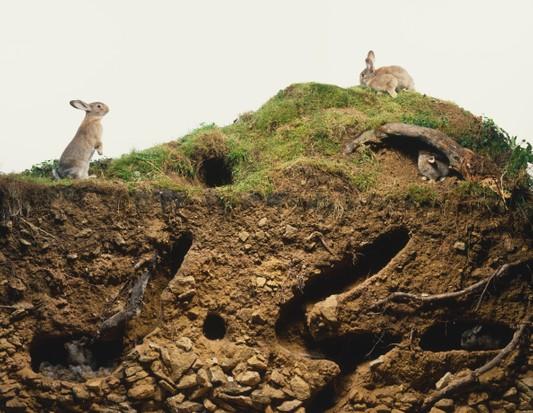 A group of animals on a hill

Description automatically generated with medium confidence