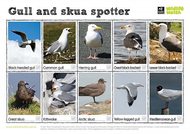 Gulls and skuas 800