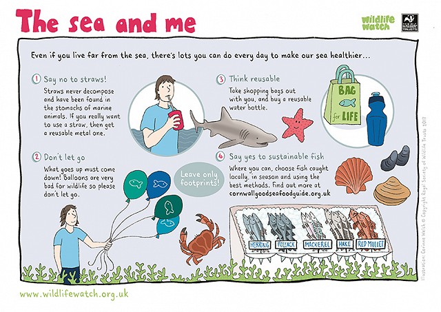 800 The Sea and Me Activity Sheet
