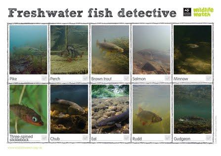 Freshwater fish