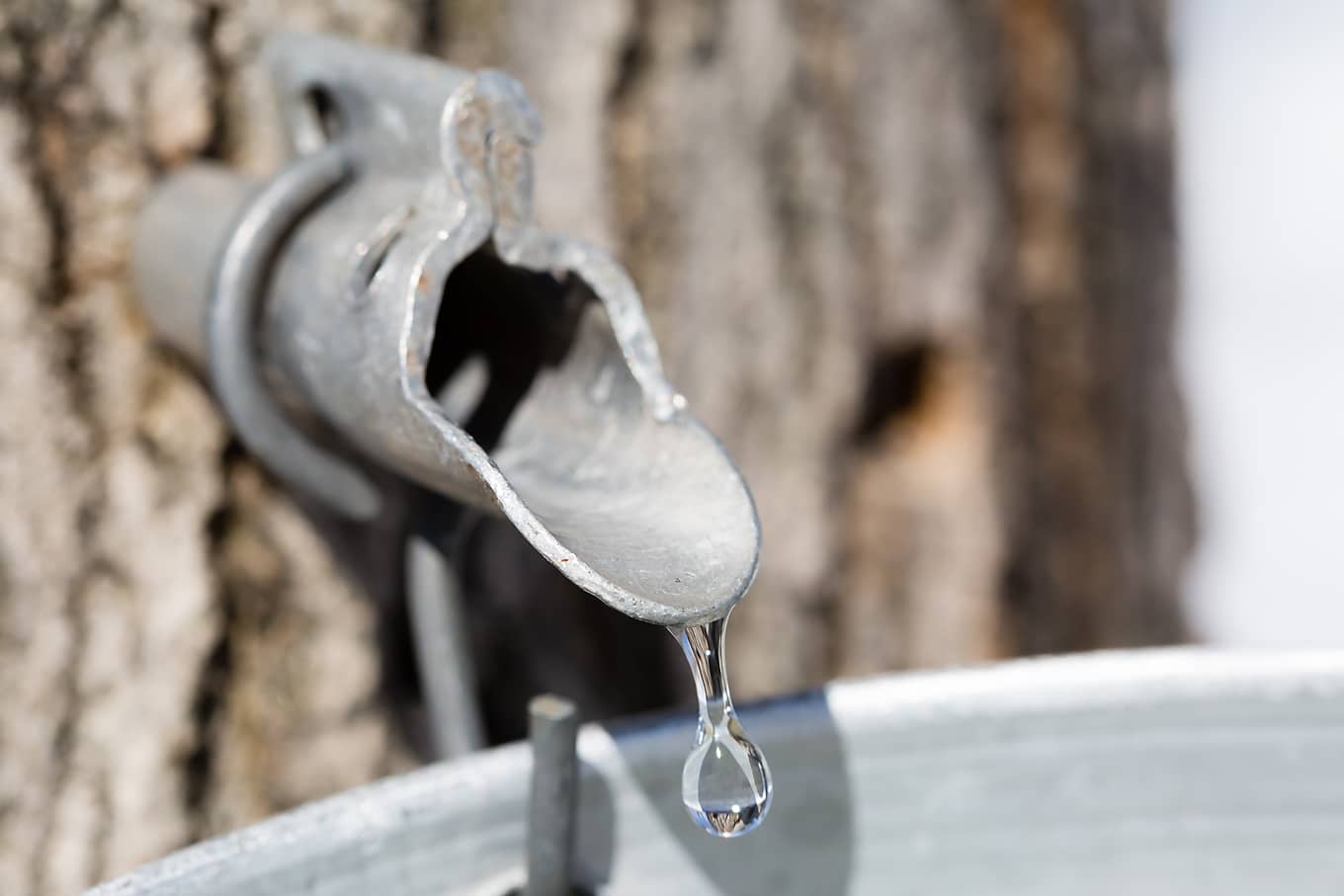 Maple Tree Tap