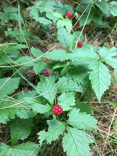 Foraging Red Blackberries (Rubus pubescens)