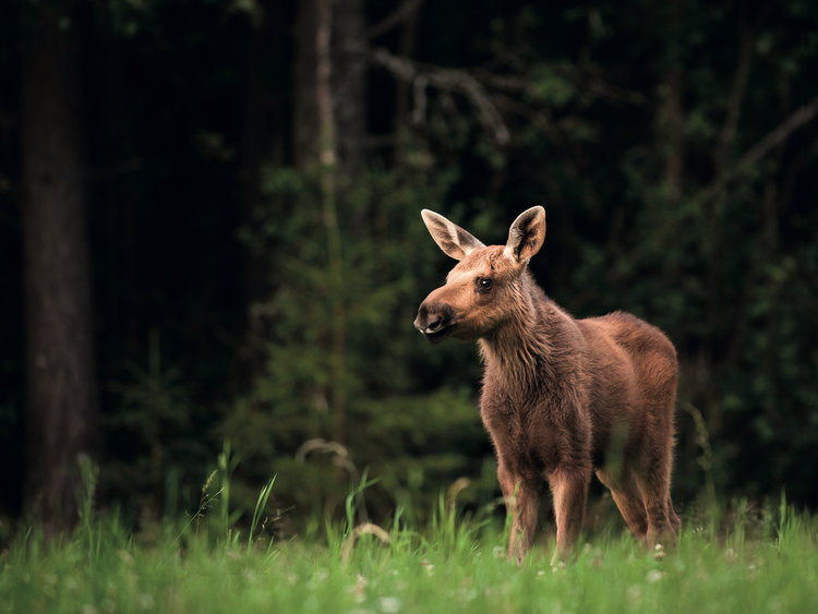 Moose calf in Sweden by Marie Mattsson