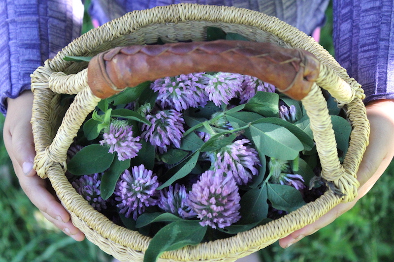 Basket of Red Clover