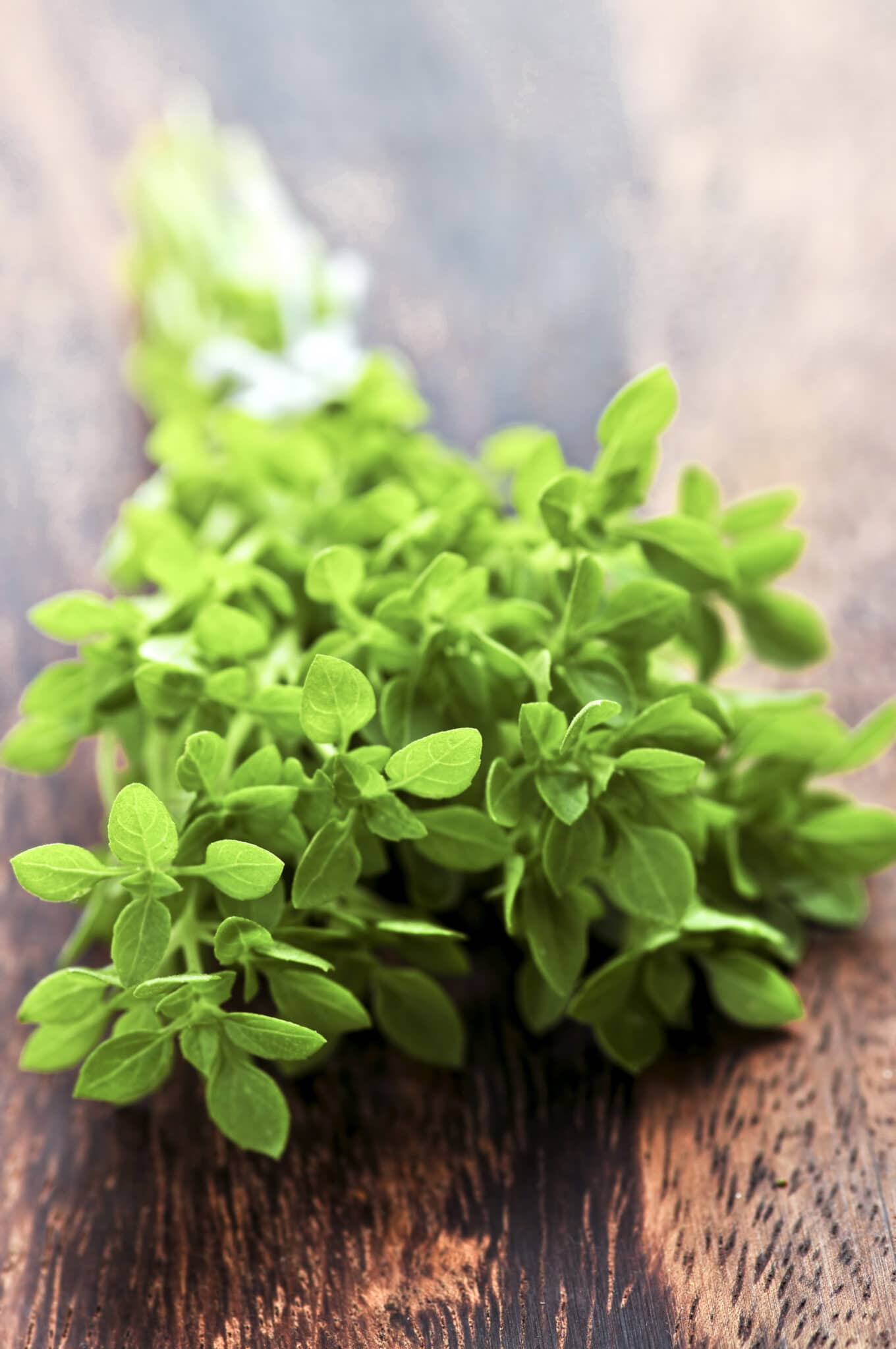 Bunch of fresh herb oregano close up on wooden cutting board