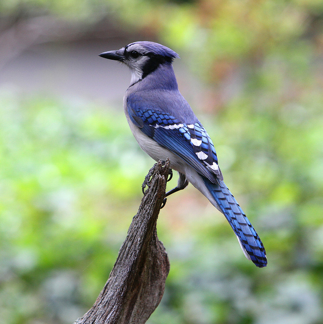 American Blue Jay