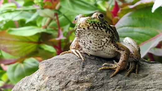 A frog on a rock

Description automatically generated with medium confidence