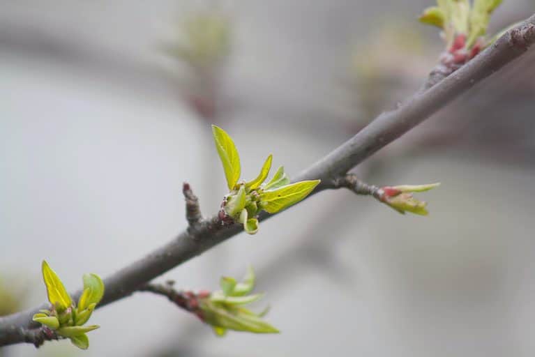 Green tree buds on a branch.