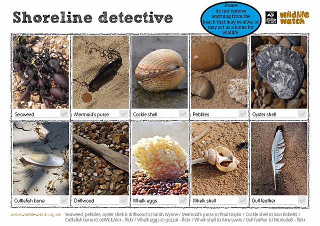 Shoreline detective 1