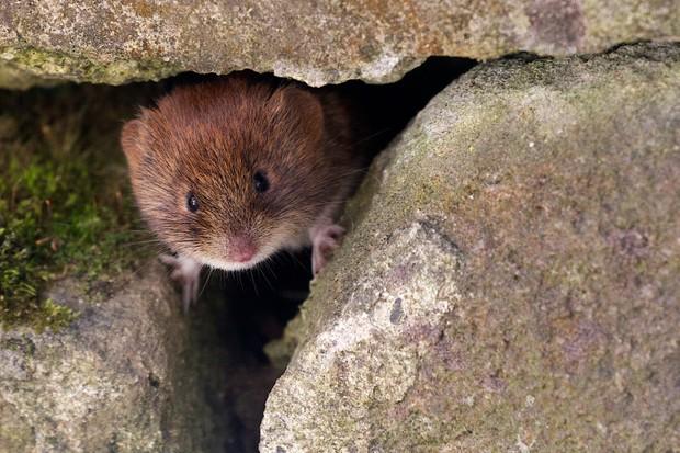 Bank vole peering out of hole in a wall