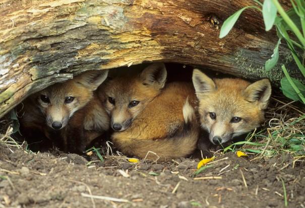 A group of foxes lying on the ground

Description automatically generated with low confidence