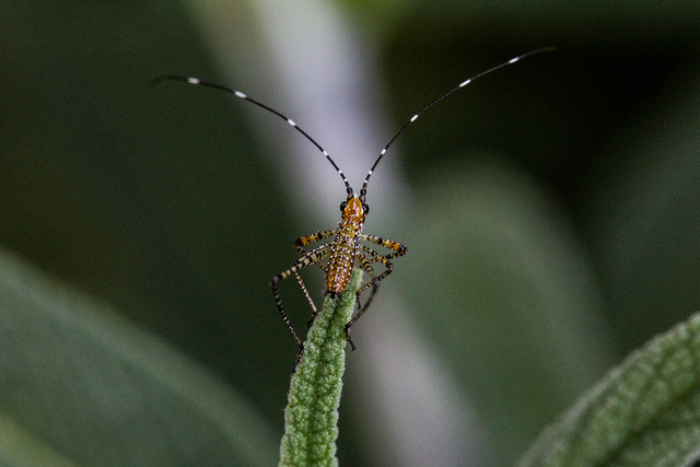 Mexican Bush Katydid