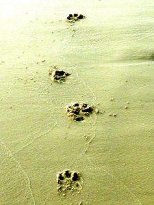 animal tracks for kids