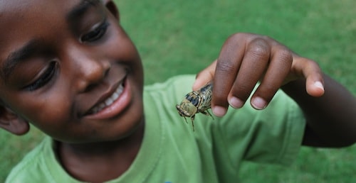 Kid with Cicada- Kid World Citizen