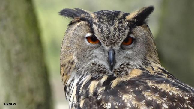 A close up of an owl

Description automatically generated with medium confidence