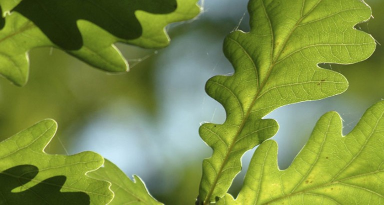 A close up of some green oakleaves