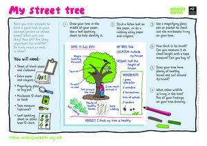 STREET-TREE.jpg