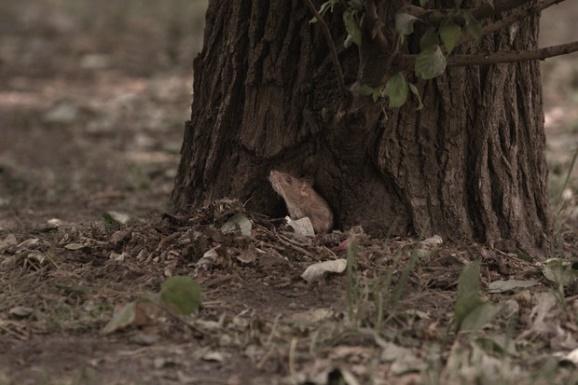 A cat hiding under a tree

Description automatically generated with low confidence