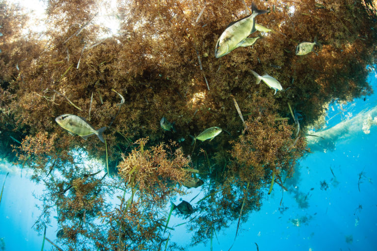 baby fish hiding in sargassum seaweed