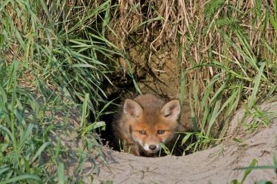 A picture containing grass, outdoor, mammal, fox

Description automatically generated