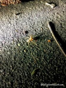 Spring Nature Fun: Go on a Nighttime Creature Hunt