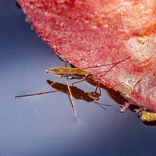 a water strider pond skater in a pond