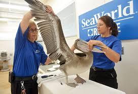 All About the Animal Rescue & Rehabilitation Program - Rehabilitated  Animals | SeaWorld Parks & Entertainment