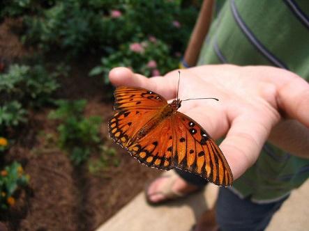 A person holding a butterfly

Description automatically generated