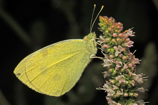 Roosting butterfly