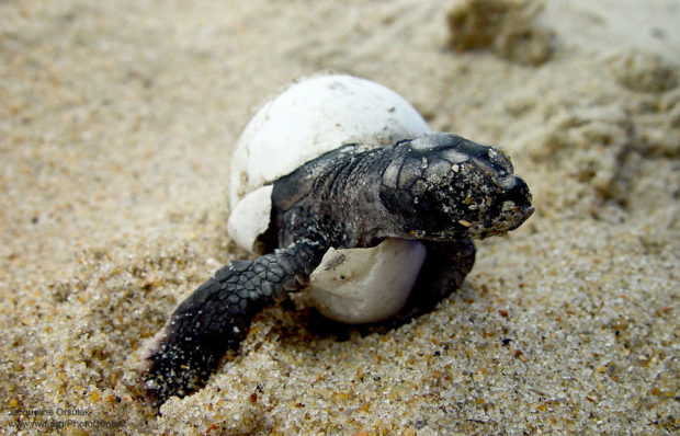 Loggerhead Hatching