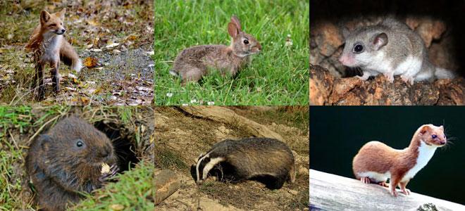 Ten mammals to look out for around the waterways - Inland Waterways