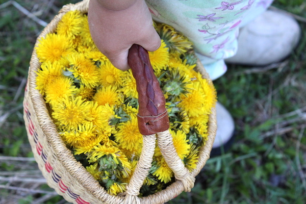 Child Collecting Dandelions