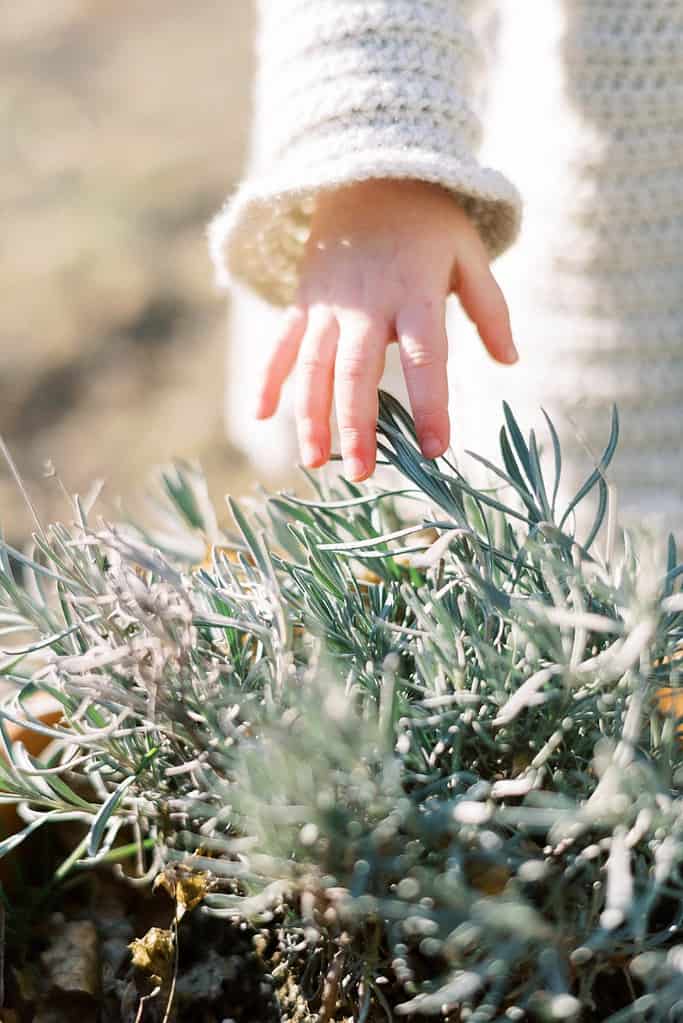 An 18-month-old toddler touches pine needles during a sensory walk.