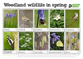 Spring | Wildlife Watch