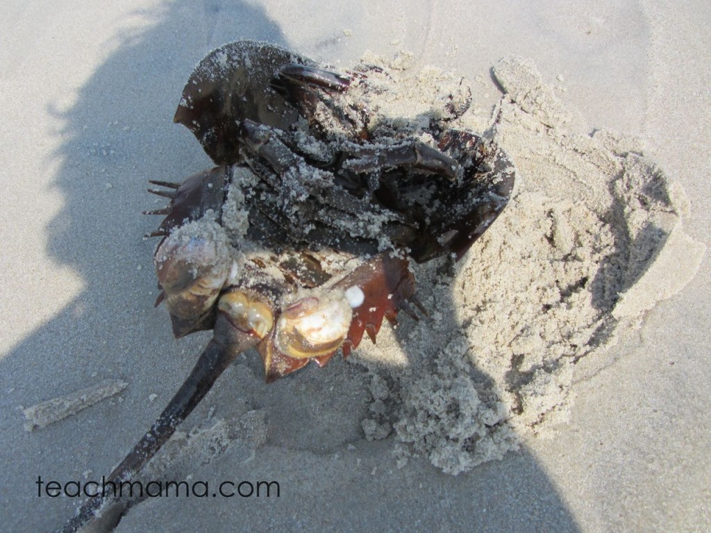 beach learning horseshoe crab