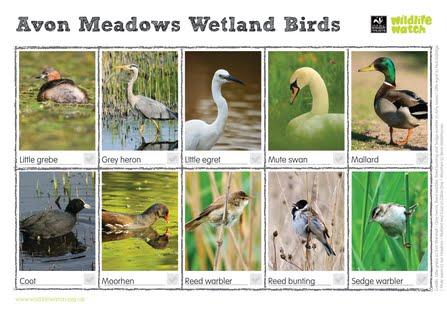 wetland birds