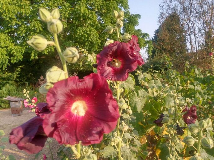 Hollyhock mixed border 