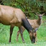 Elk cow and calf in field.