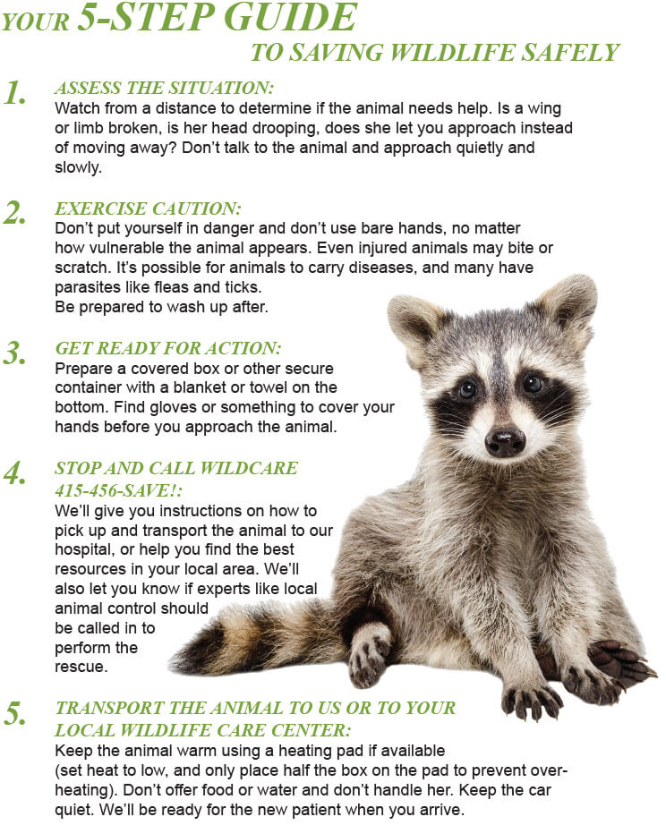 5 Step Guide To Saving Wildlife Safely 01