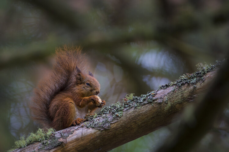 Red squirrel. Photo: Marcus Westberg