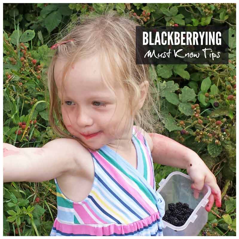 Blackberrying tips - everything you need to know about picking blackberries with kids