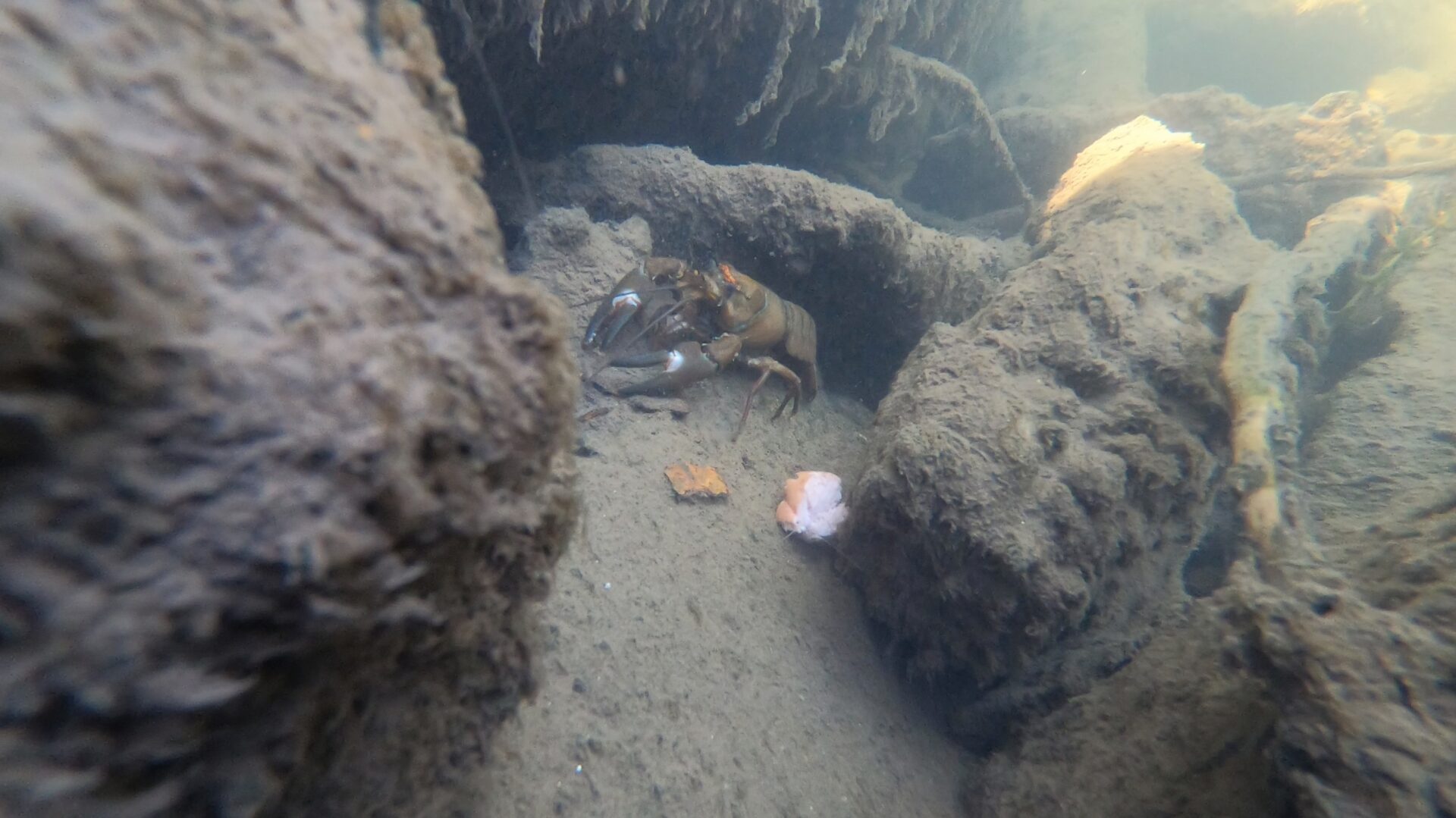 Fishing for crayfish