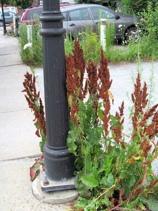 Yellow dock seed in an urban environment