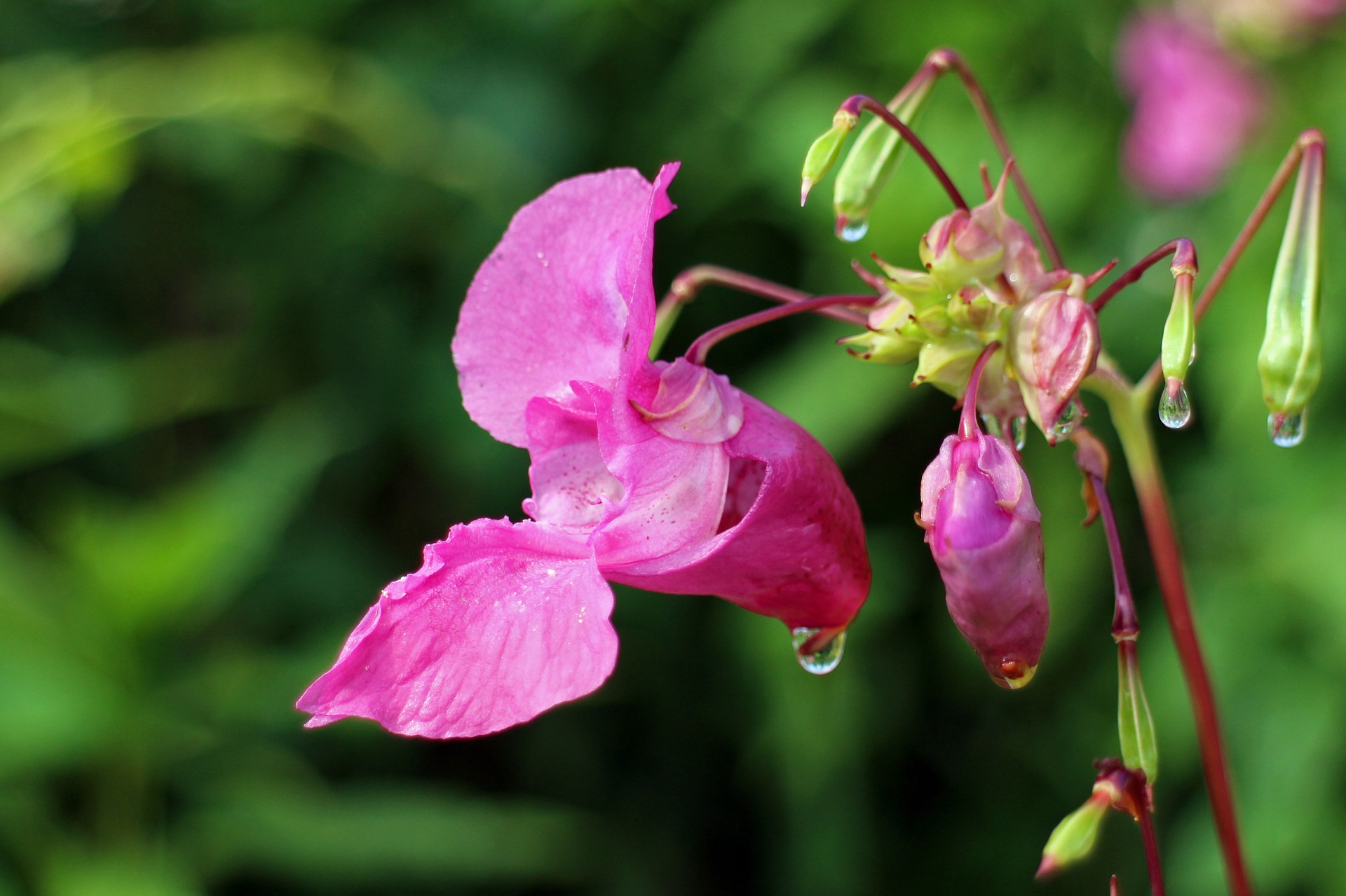 Forage for himalayan balsam