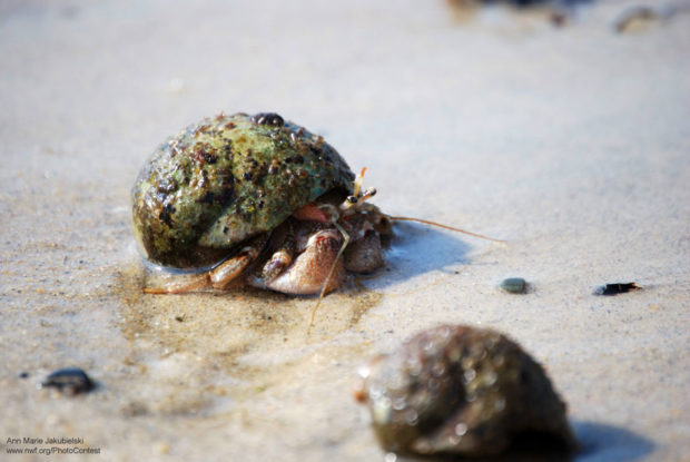 Hermit Crab