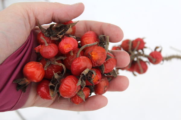 Foraging rose hips in winter