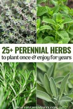 This contains an image of: Perennial Herbs to Grow in Your Garden | HealthyGreenSavvy